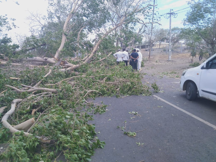 The trees fell due to the impact of the storm