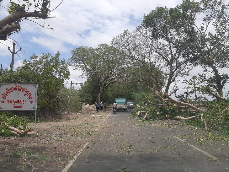 A tree fell in Jasdan Panthak due to heavy rain and wind