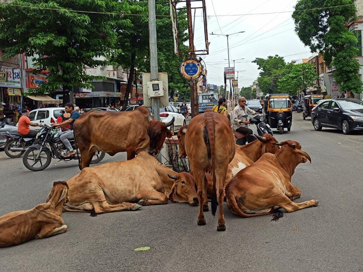 રસ્તા પર રખડતા ઢોર નાગરિકો માટે અડચણરૂપ