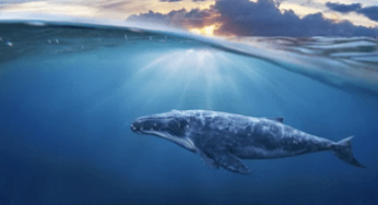 Ethereum Whales Amass $230 Million in ETH Within a Week